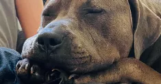avatar petsitter