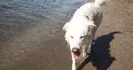 avatar petsitter