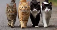 avatar petsitter