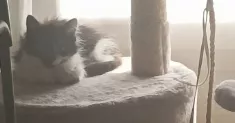 avatar petsitter