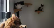 avatar petsitter