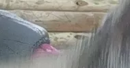 avatar petsitter