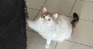 avatar petsitter