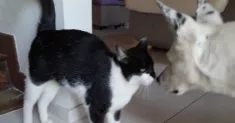 avatar petsitter