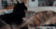 avatar petsitter