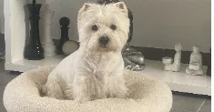 avatar petsitter