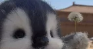 avatar petsitter