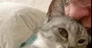 avatar petsitter