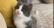 avatar petsitter