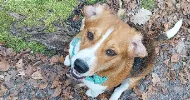 avatar petsitter