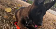 avatar petsitter
