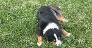 avatar petsitter