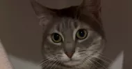 avatar petsitter