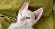 avatar petsitter