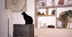 avatar petsitter