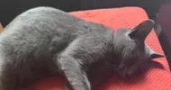 avatar petsitter