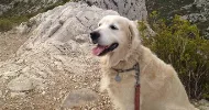 avatar petsitter