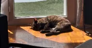 avatar petsitter