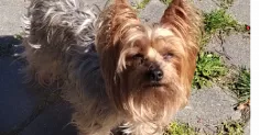 avatar petsitter
