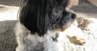 avatar petsitter
