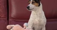 avatar petsitter