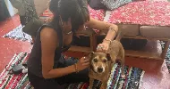 avatar petsitter