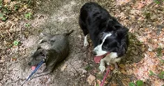 avatar petsitter