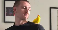 avatar petsitter