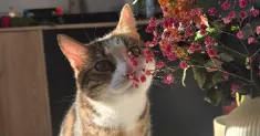 avatar petsitter
