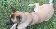 avatar petsitter