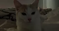 avatar petsitter