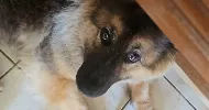 avatar petsitter