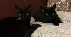 avatar petsitter