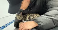 avatar petsitter