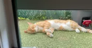 avatar petsitter
