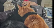 avatar petsitter