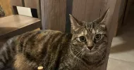 avatar petsitter