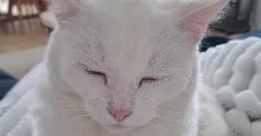avatar petsitter
