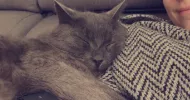 avatar petsitter
