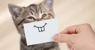 avatar petsitter