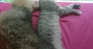 avatar petsitter