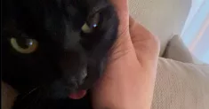 avatar petsitter