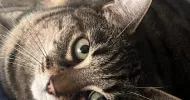 avatar petsitter