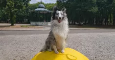 avatar petsitter