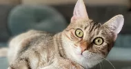 avatar petsitter