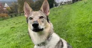 avatar petsitter