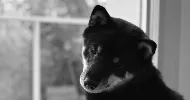avatar petsitter