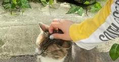 avatar petsitter