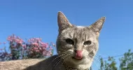 avatar petsitter