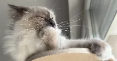 avatar petsitter